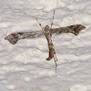 Geranium Plume moth