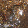 Northern Dusky Salamander