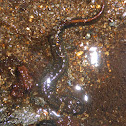 Northern Dusky Salamander