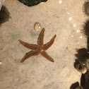 Forbes Sea Star