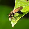 Robber fly