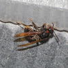 Brown paper wasp