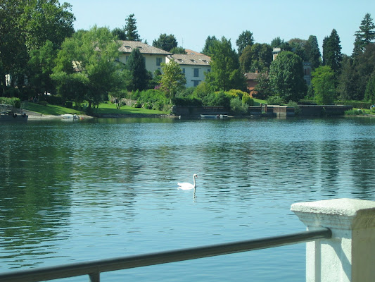 Riflessi d'acqua con cigno di archiviobesozzi