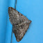 Unidentified Moth