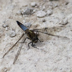 Black-tailed skimmer