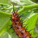 Gulf Fritillary