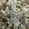 Snow Lichen