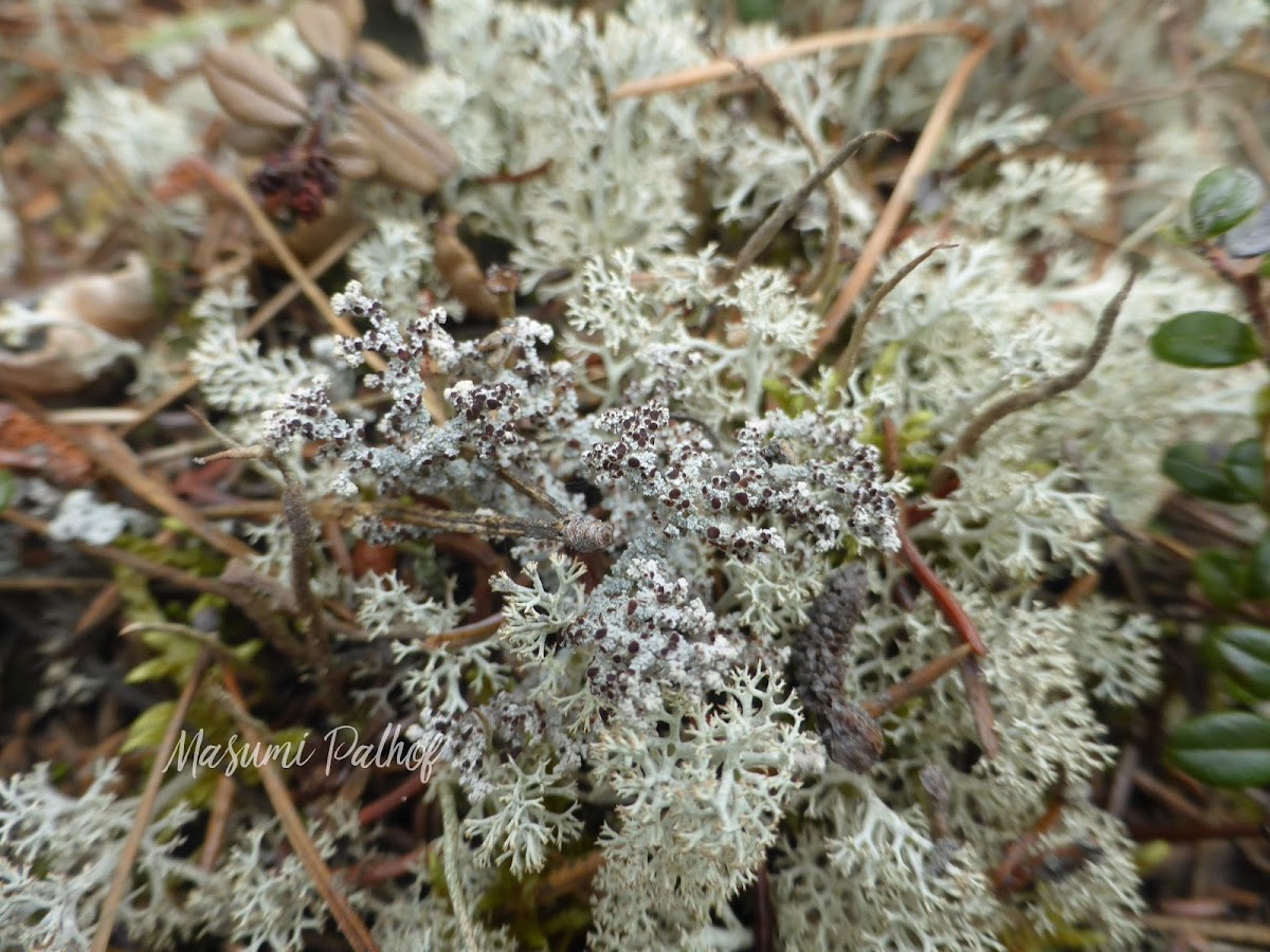 Snow Lichen