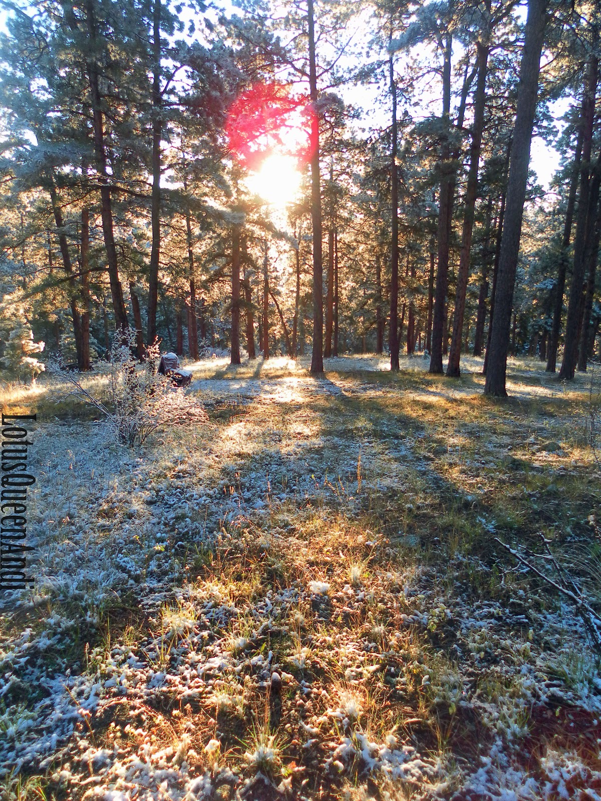 Autumn-Aspen Morning 1 W.jpg