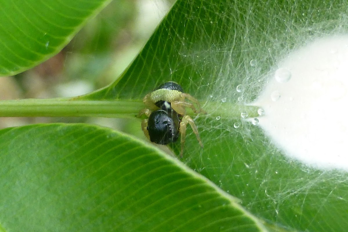 Jumping spider