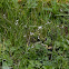 Small white flowers