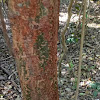 Gumbo Limbo