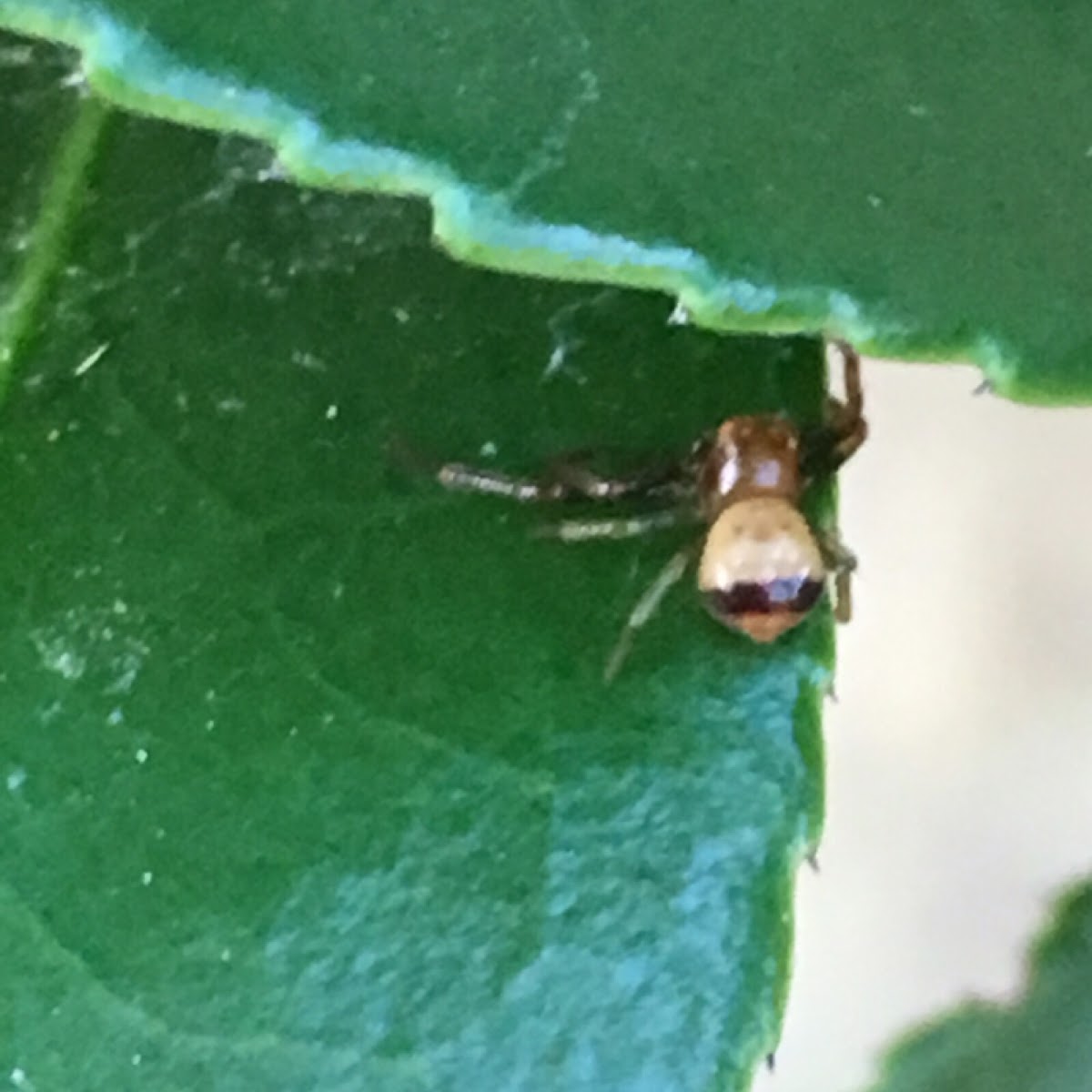 Black-tailed Crab Spider