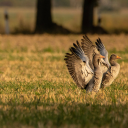 A pair of birds spread their wings