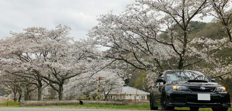 インプレッサ WRX STIの桜と愛車・ドライブに関するカスタム事例の投稿画像2枚目