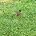 American Robin