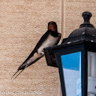 Barn Swallow; Golondrina Común