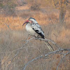 Southern Red-billed Hornbill