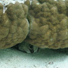 Black-blotched Porcupinefish