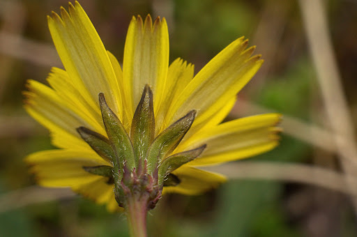 Leontodon saxatilis