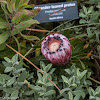 Oleander-leaved Protea