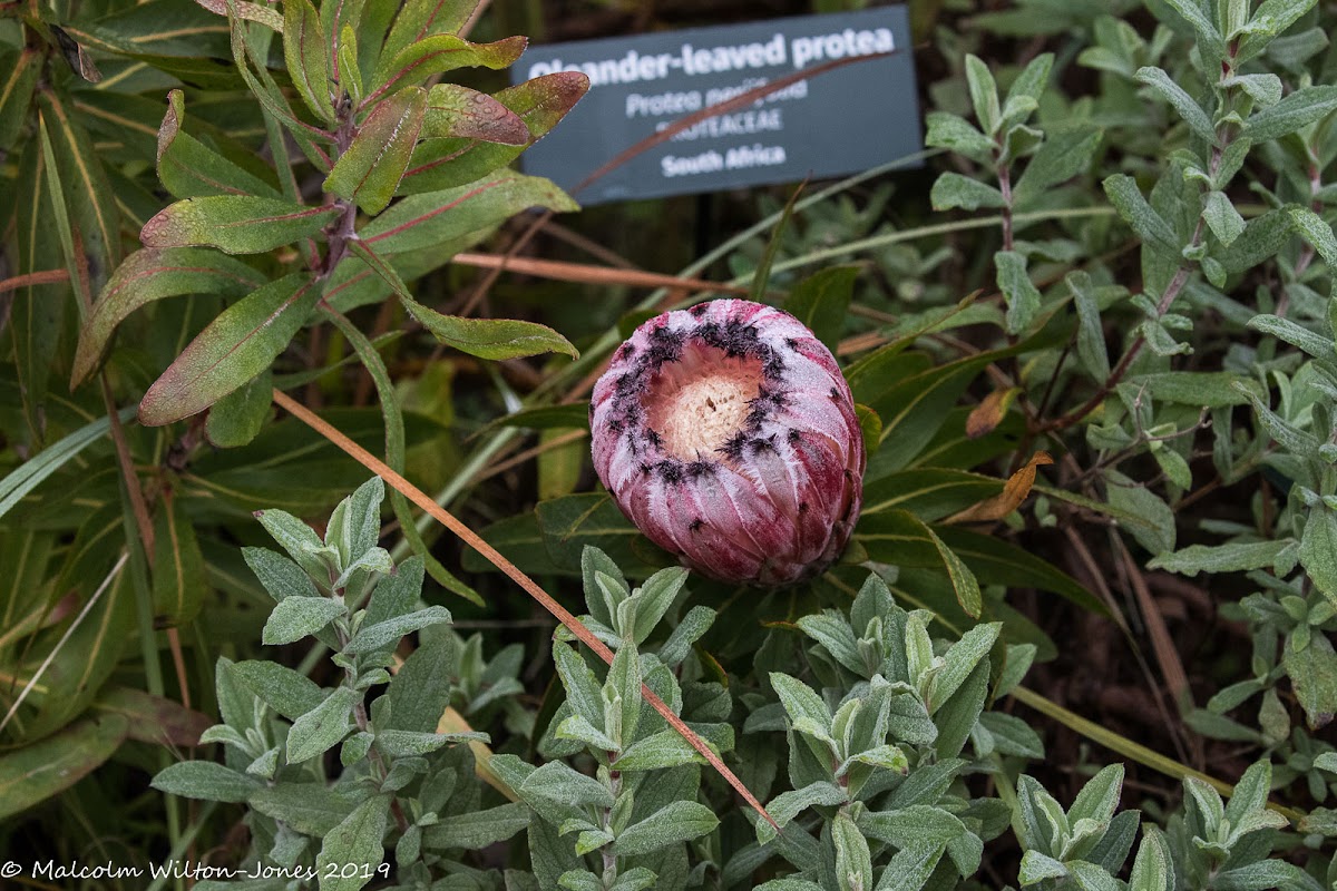 Oleander-leaved Protea