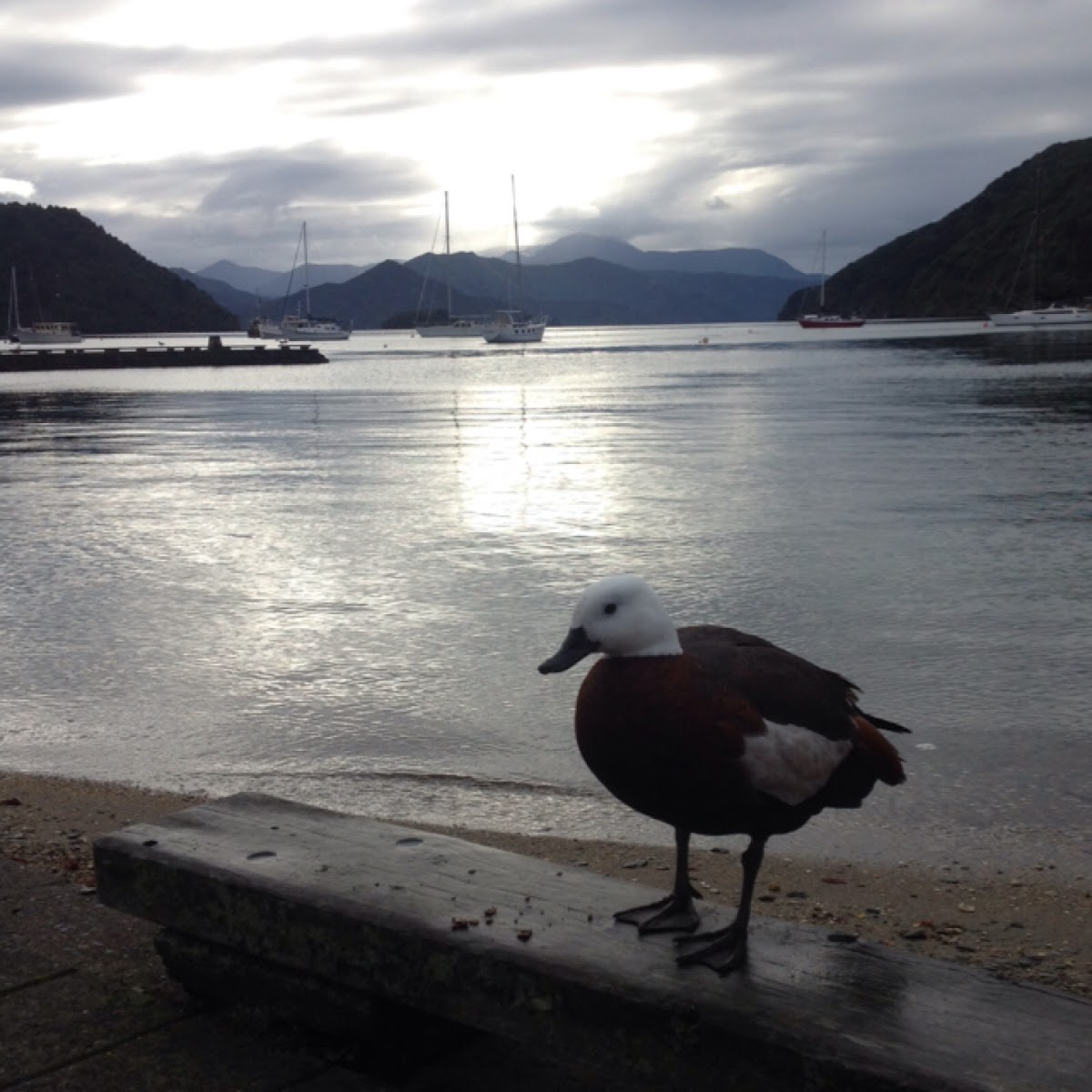 Paradise Shelduck