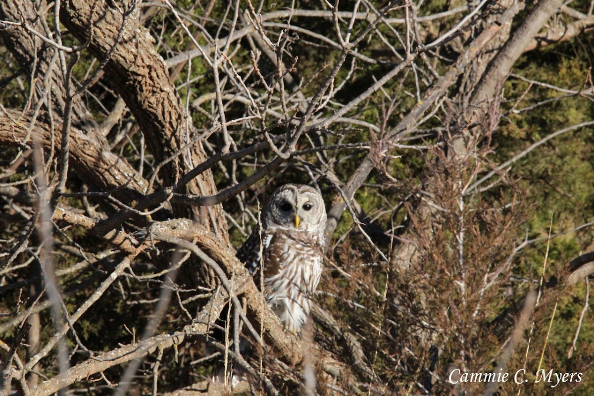 Barred Owl