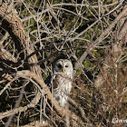 Barred Owl