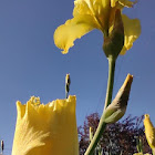 Yellow Flag Iris