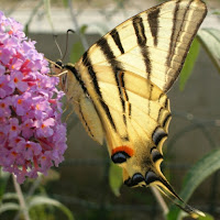 Una bellissima farfalla di 