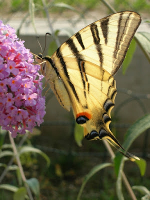 Una bellissima farfalla di rubis