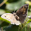 Meadow Brown