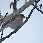 Chaffinch