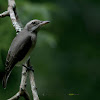 SRI LANKA WOODSHRIKE - AN ENDEMIC TO SRI LANKA