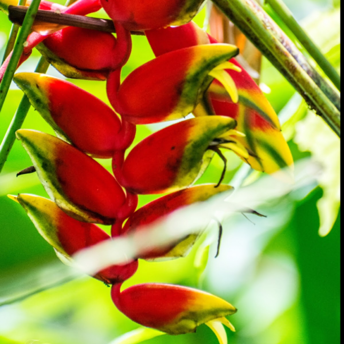 Lobster claw heliconia