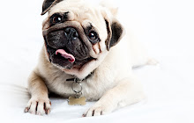 Pugs New Tab small promo image