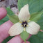 painted Trillium