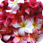Cover Image of ダウンロード Plumeria Flower Wallpapers 1.1 APK