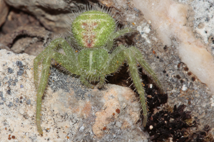 spiky grass crab spider