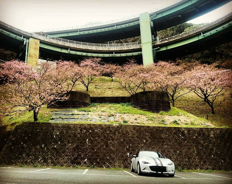 ロードスターのドライブ・愛車撮影・河津七滝ループ橋・河津桜・南伊豆に関するカスタム事例の投稿画像5枚目