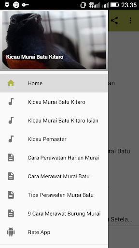 Kicau Murai Batu Kitaro