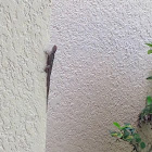 Brown Anole