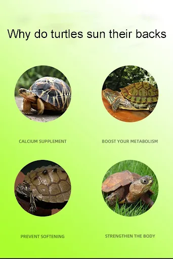 Turtle Basking Platform Suction Cup Habitat Simulation Lawn Ramp Turtle Dock Floating Island For Reptile Terrarium Acce