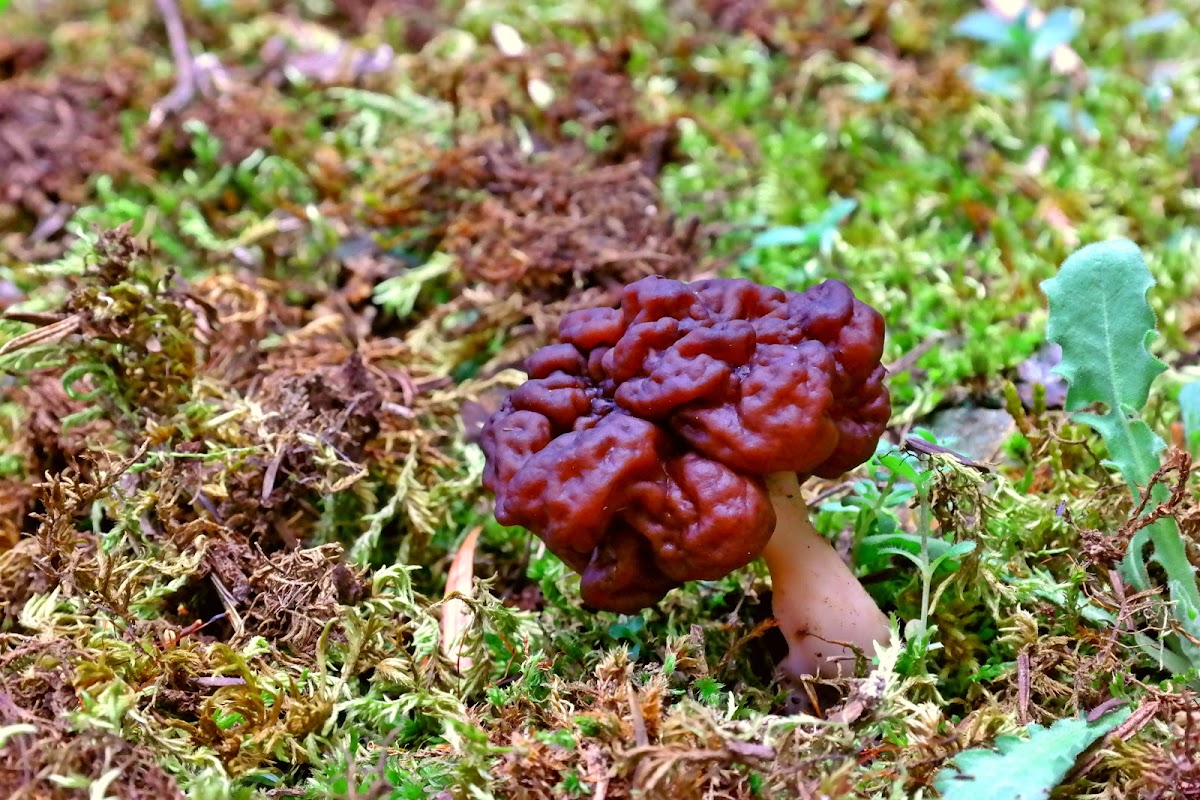 False morel, Early morel,Thimble morel