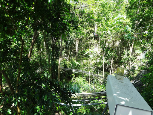 Dunn's River Falls & Rainforest Jamaica 2013