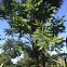 Bilimbi tree