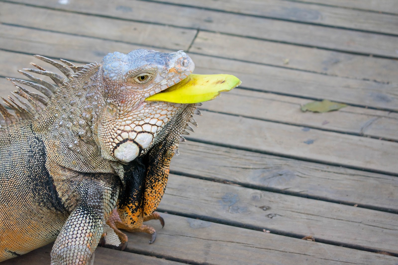 Iguana eating