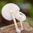 Porcelain fungus