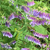 Hairy Vetch